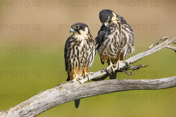 Eurasian Hobby (Falco subbuteo) pair, Carinthia, Austria