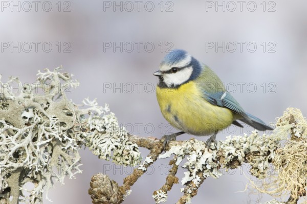 Eurasian Blue Tit (Cyanistes caeruleus), St. Gallen, Switzerland