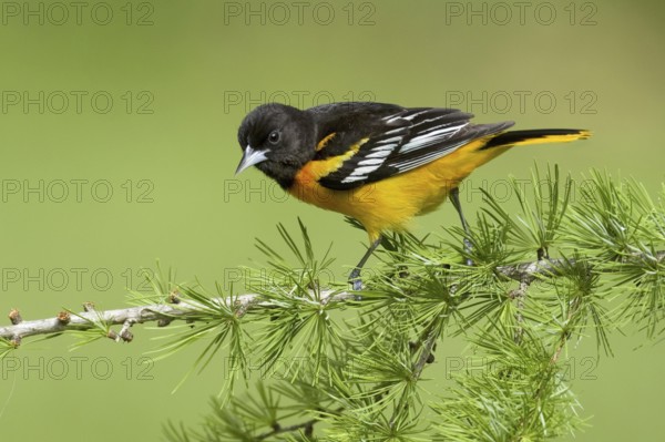 Baltimore Oriole (Icterus galbula) male, Ohio, USA