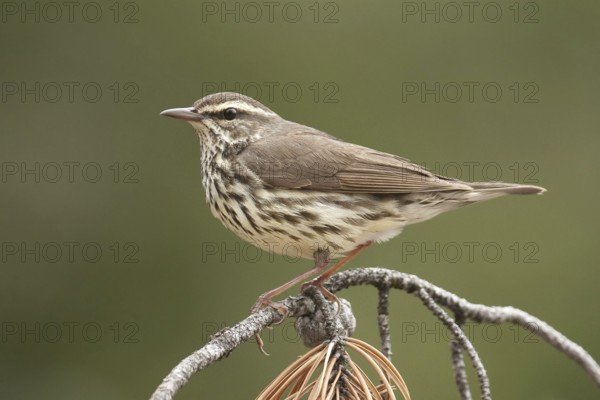 Northern Waterthrush (Parkesia noveboracensis), Michigan, USA