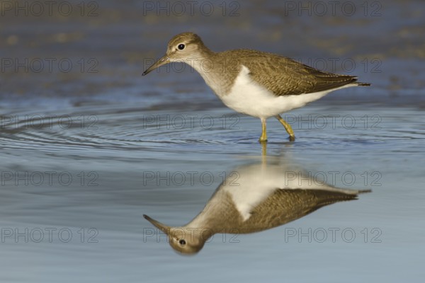 Common Sandpiper (Actitis hypoleucos), Rhine Delta, Austria