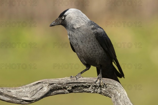 Western Jackdaw (Coloeus monedula), Smaland, Sweden