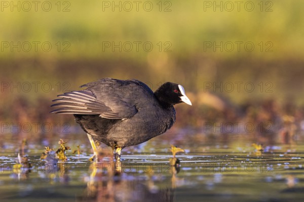 Eurasian Coot (Fulica atra), North Rhine-Westphalia, Germany