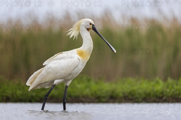 Eurasian Spoonbill (Platalea leucorodia), Kiskunsag National Park, Hungary