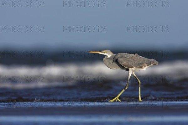 Western Reef Heron (Egretta gularis), Oman