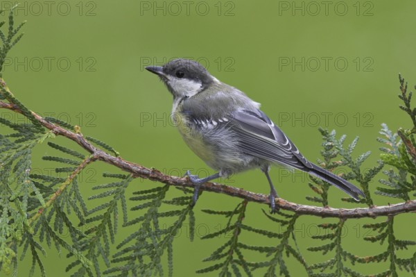 Great Tit (Parus major), Berlin, Germany