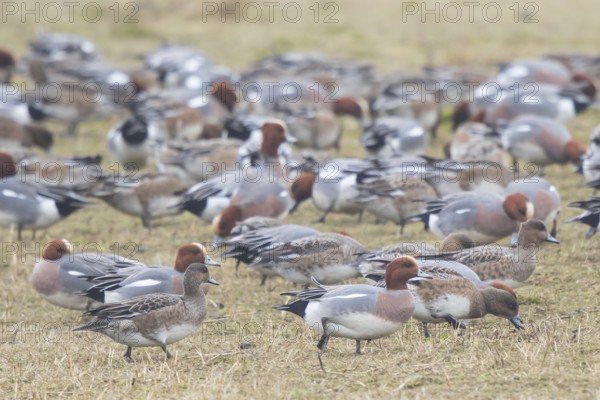 Eurasian Wigeon (Mareca penelope) group, Netherlands