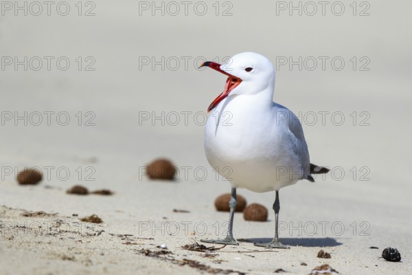 Audouin's Gull (Ichthyaetus audouinii) calling, Mallorca, Spain