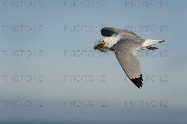 Black-legged Kittiwake (Rissa tridactyla) flying with nesting material in beak, Schleswig-Holstein, Germany