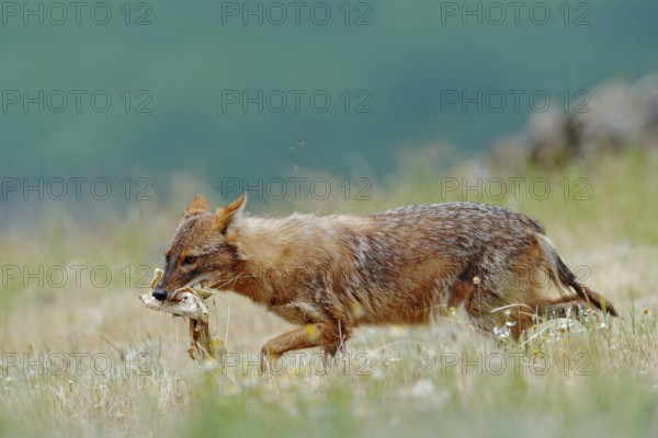 Golden jackal, Canis aureus, feeding scene with meadow, Madzharovo, Eastern Rhodopes, Bulgaria. Wildlife Balkan. Wild dog behaviour scene, nature. Mountain animal in the habitat. Jackal with catch