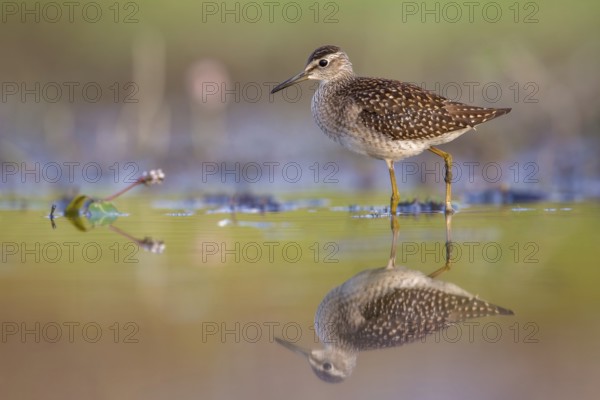 Wood Sandpiper (Tringa glareola) foraging, Poland