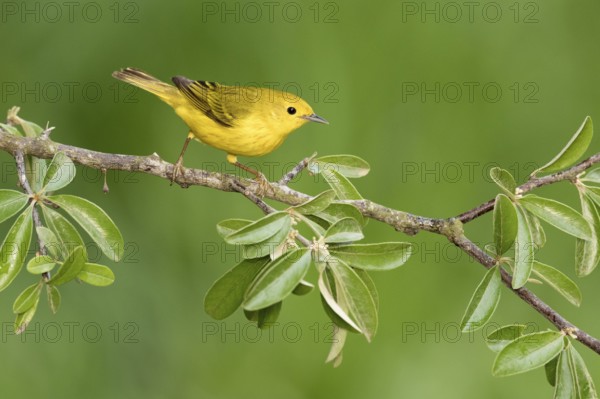 American Yellow Warbler (Setophaga aestiva) perched on a branch, Texas, USA