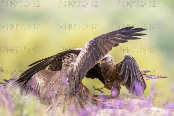 Black Kite (Milvus migrans) fighting, Madrid, Spain