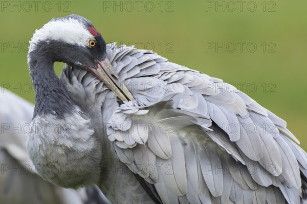 Common Crane (Grus grus) preening, Mecklenburg-Western Pomerania, Germany