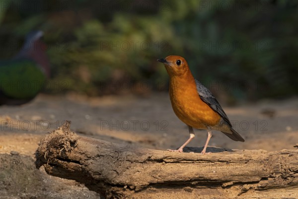 Orange-headed Thrush (Geokichla citrina innotata), Yunnan, China