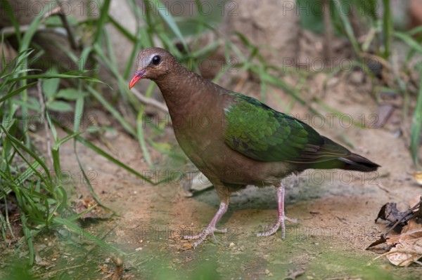 Common Emerald Dove (Chalcophaps indica) female, Yunnan, China