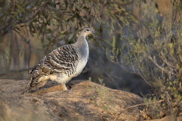 Malleefowl (Leipoa ocellata), Victoria, Australia