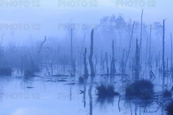 Bog in misty morning light, Lower Saxony, Germany
