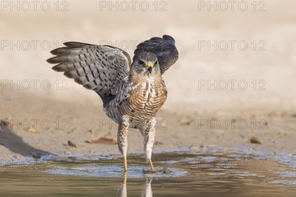 Levant Sparrowhawk (Accipiter brevipes) at a waterhole, Eilat, Israel