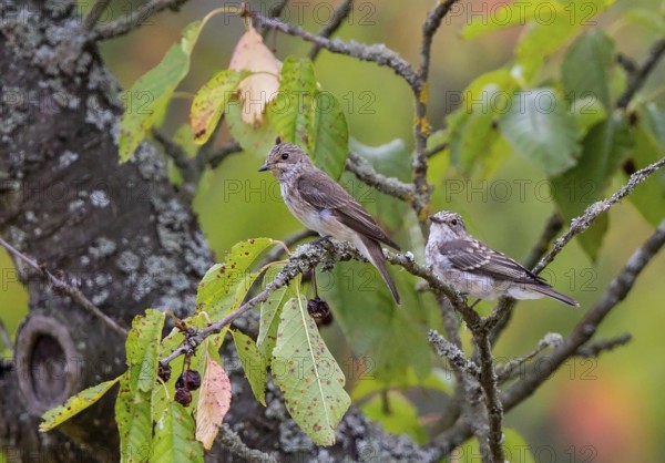 Spotted Flycatcher (Muscicapa striata) adult with young, perched on a branch, Baden-Wuerttemberg, Germany