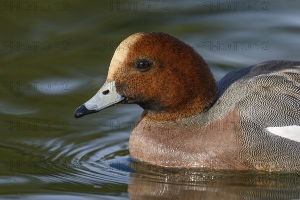 Eurasian Wigeon (Mareca penelope) male, Arizona, USA