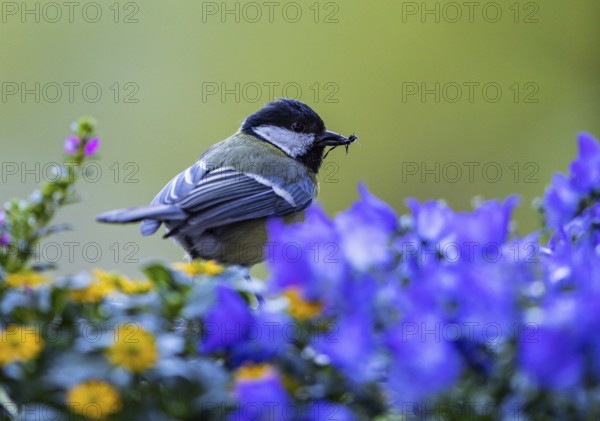 Great Tit (Parus major) with a fly in its beak, Baden-Wuerttemberg, Germany