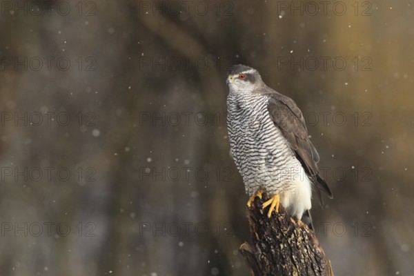Northern Goshawk (Accipiter gentilis) female, Baden-Wuerttemberg, Germany