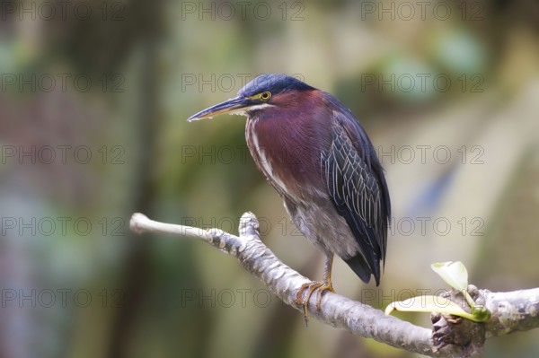 Green Heron (Butorides virescens), Dominica