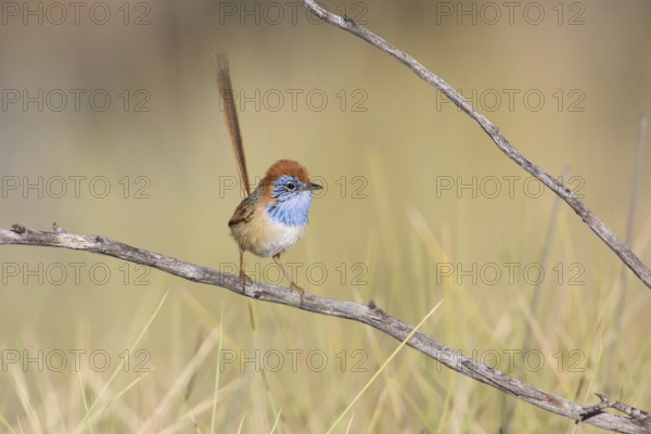 Rufous-crowned Emu-wren (Stipiturus ruficeps) male, Queensland, Australia