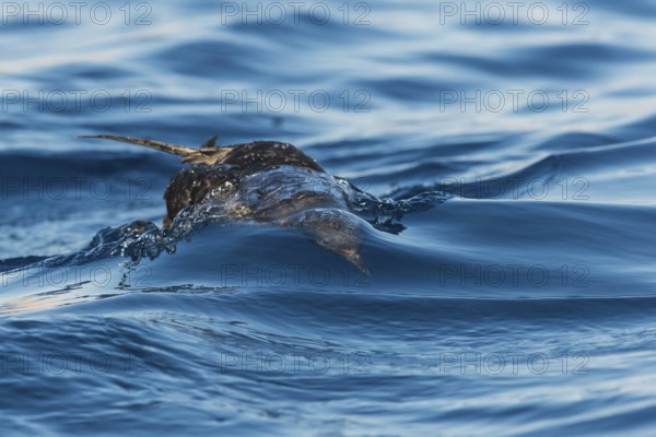 Sooty Shearwater (Ardenna grisea), Eilat, Israel