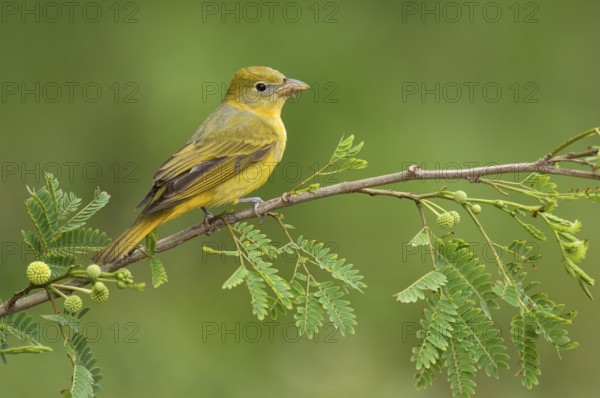 Summer Tanager (Piranga rubra) female perched on a branch, Texas, USA
