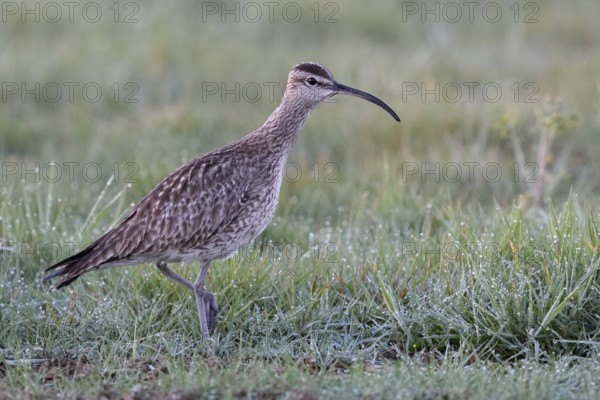 Langer Hals... Regenbrachvogel *Numenius phaeopus* bei der Nahrungssuche auf einer nassfeuchten Wiese