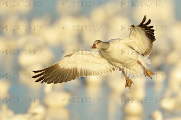 Snow Goose (Anser caerulescens) flying, New Mexico, USA
