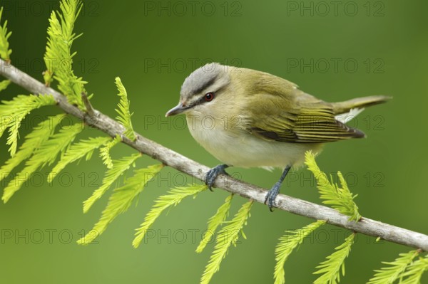Red-eyed Vireo (Vireo olivaceus), Texas, USA