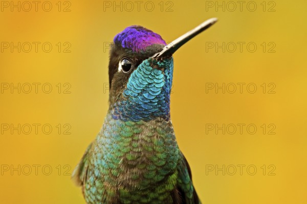 Talamanca admirable hummingbird, Eugenes spectabilis, detail bill portrait of beautiful bird. Wildlife scene from nature. Detail of shiny glossy bird, Tapanti NP, Costa Rica. Head portrait of humminbird