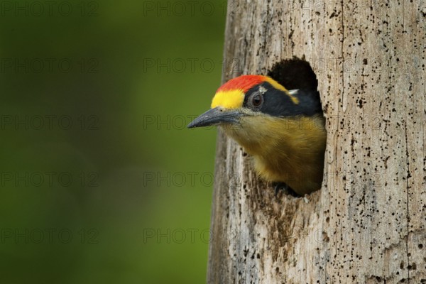 Bird in the tree nest hole, detail portrait. Golden-naped woodpecker, Melanerpes chrysauchen, sitting on tree trink with nesting hole, black and red bird in nature habitat, Corcovado, Costa Rica