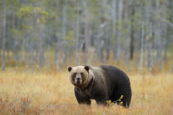 Bear hidden walking yellow forest. Autumn trees with bear. Beautiful brown bear walking around lake with fall colours. Dangerous animal in nature wood, meadow habitat. Wildlife habitat from Finland