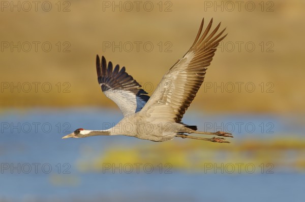 Common Crane, Grus grus, big bird in the nature habitat, Lake Hornborga, Sweden. Wildlife scene from Europe. Grey crane with long neck