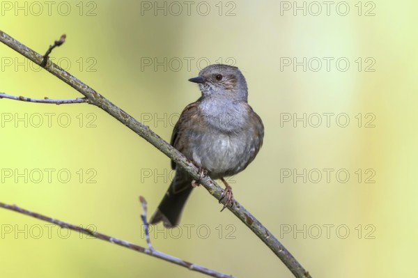 Dunnock (Prunella modularis) perched on a branch, Mecklenburg-Western Pomerania, Germany