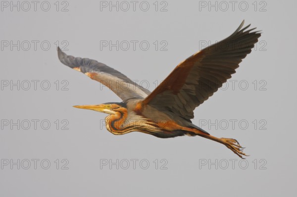 Purple Heron (Ardea purpurea) flying, Netherlands