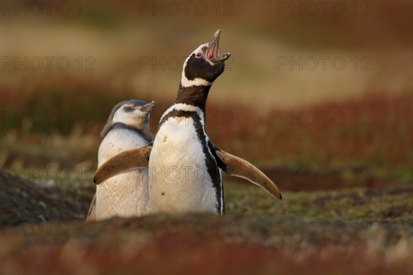 Two birds in the nesting ground hole, baby with mother, Magellanic penguin, Spheniscus magellanicus, nesting season, animals in the nature habitat, Argentina, South America. Besting behaviour, nature
