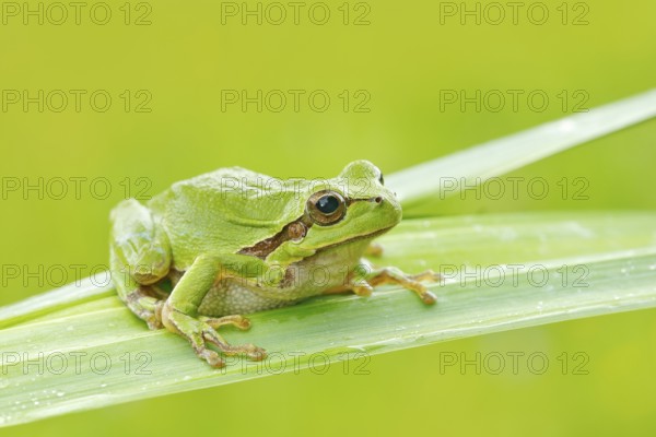 European tree frog, Hyla arborea, sitting on grass straw with clear green background. Nice green amphibian in nature habitat. Wild frog on meadow near the river, habitat