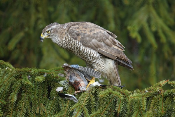 Bird behaviour. Bird of prey Goshawk kill jay on green spruce tree. Feeding scene with bird and catch. Goshawk, forest habitat. Hawk from Czech Reublic. Wildlife scene from wild nature, Accipiter gentilis