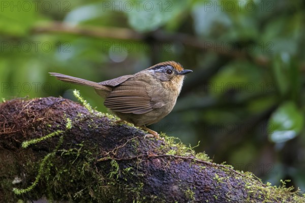 Braunkappenalcippe (Alcippe dubia), Ngoc Linh, Vietnam