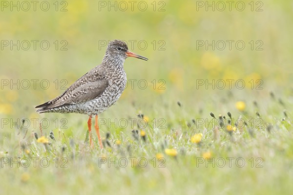 Common Redshank (Tringa totanus), Iceland