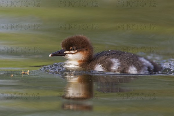 Common Merganser (Mergus merganser) juvenile, Mecklenburg-Western Pomerania, Germany