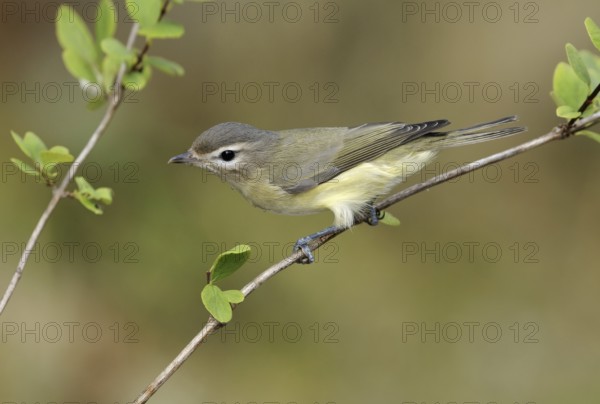 Warbling Vireo (Vireo gilvus), British Columbia, Canada
