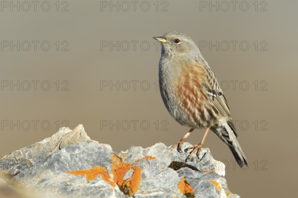 Alpine Accentor (Prunella collaris), Grisons, Switzerland