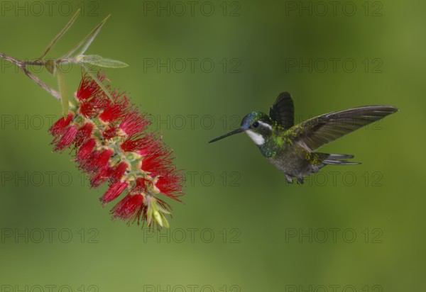 White-throated Mountain Gem (Lampornis castaneoventris) high in the mountains at San Gerrardo de Dota, Costa Rica