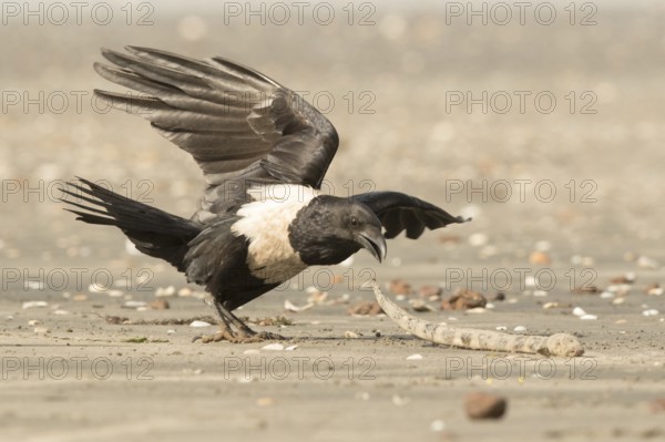 Pied Crow (Corvus albus) with snake eel, Gambia